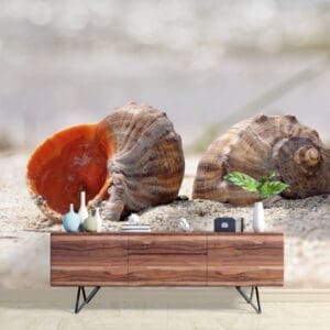 Painel Fotográfico Dcorando Conchas